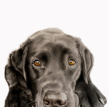 black lab Labrador dog pet portrait sad eyes beautiful dog pencil portrait memorial art
