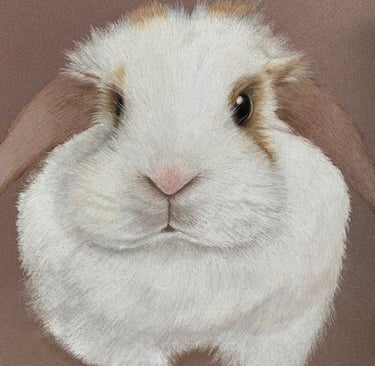 Rabbit bunny portrait, pet portrait rescue rabbit pencil art