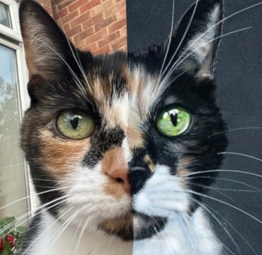 portrait photo, pet portrait, memorial, cat tortoiseshell kitten