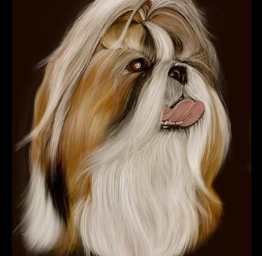 Shih Tzu dog art pet portrait show dog pencil art