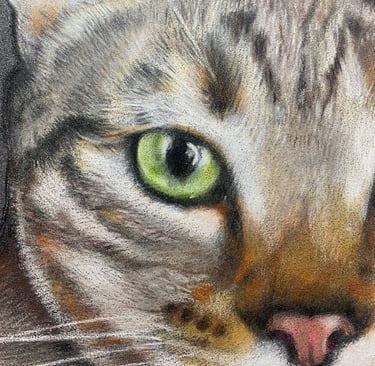 tabby cat, crop, close up, green eye, pet portrait
