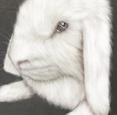 rabbit bunny pencil portrait white rabbit