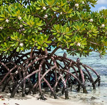 Sunlight filtering through palm trees onto a sleek villa deck overlooking a crystal-clear lagoon.