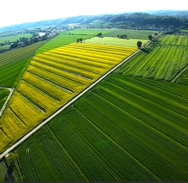 Campo di girasoli - Monterotondo