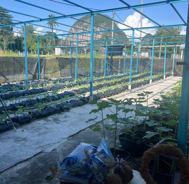 cocopeat untuk fertigasi