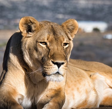 A majestic lioness resting on the ground in a sunlit outdoor safari habitat.