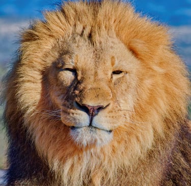 A majestic male African lion with a large golden mane basking in the sunlight against a blue sky.