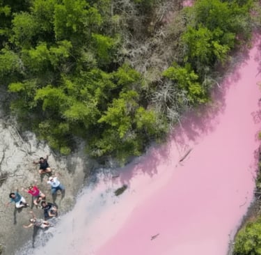 Mangrove rose et sentier de randonnée au Diamant Martinique