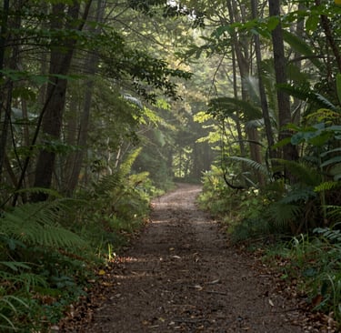 A serene forest path bathed in soft morning light, symbolizing a journey inward.