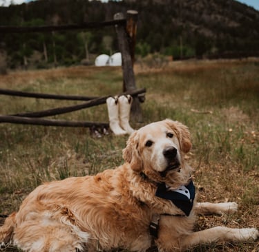 dog in wedding party in front of colorado mountains