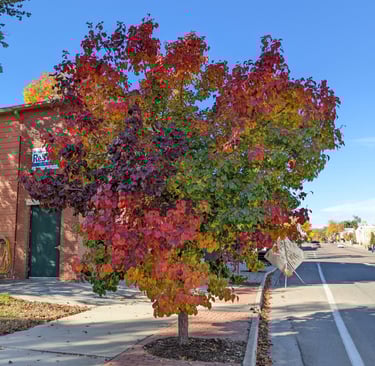 Fall Colors - Oct 2022 - Casey Grace