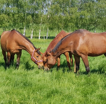 Three brown horses grazing together in a lush green pasture with birch trees in the background.