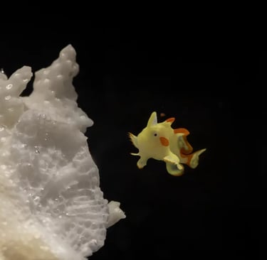 Image of Yellow and Orange Frogfish next to white coral