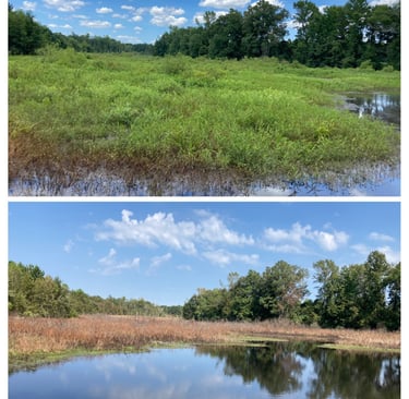 Before/After Aquatic application