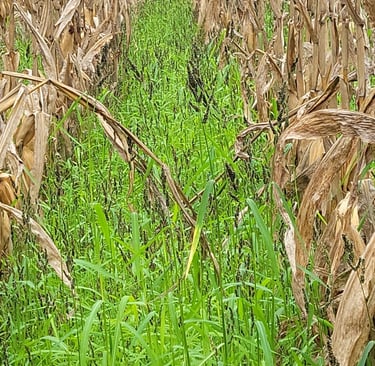 corn overseeded with japanese millet for cover crop and enhanced waterfowl habitat