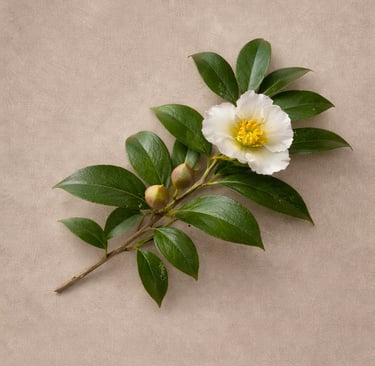 A single white camellia flower with green leaves and buds on a textured beige background.