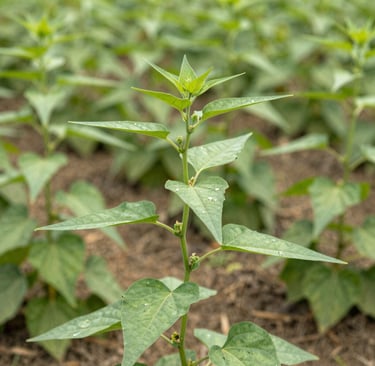 Bright living room with modern inventory