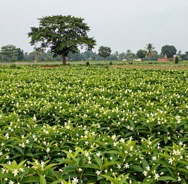 Bright living room with modern inventory