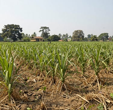 Bright living room with modern inventory