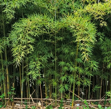 Bright living room with modern inventory