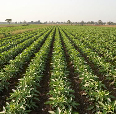 Bright living room with modern inventory
