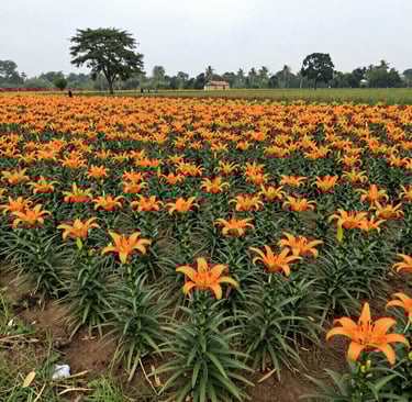 Bright living room with modern inventory