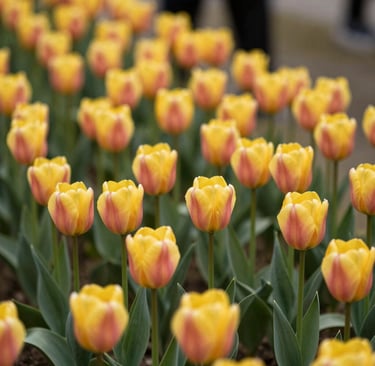 Bright living room with modern inventory