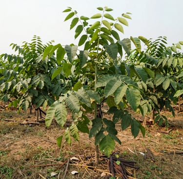 Bright living room with modern inventory