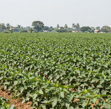 Bright living room with modern inventory