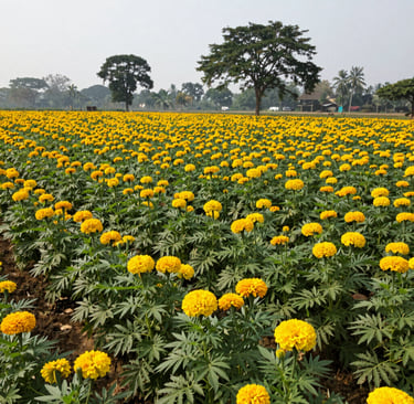Bright living room with modern inventory