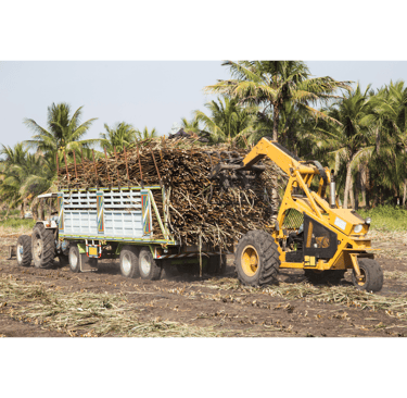 A yellow cane loader harvests sugar cane stalks into a tractor trailer in a tropical plantation field.
