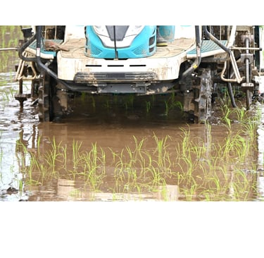 A mechanical rice transplanter machine planting green seedlings in a flooded paddy field.