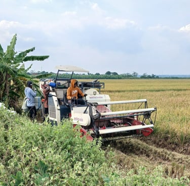Agricultural combine harvester machinery harvesting ripe golden rice stalks in a rural farm field.
