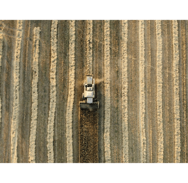 Aerial view of a combine harvester harvesting peanuts in a golden field with geometric rows.