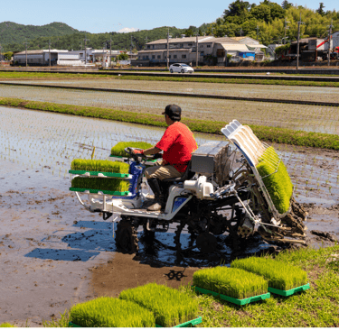 A farmer operates a rice transplanter machine to plant green seedlings in a flooded paddy field.