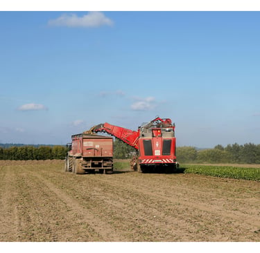 A red sugar beet harvester loading harvested crops into a large tractor trailer in a rural farm field.