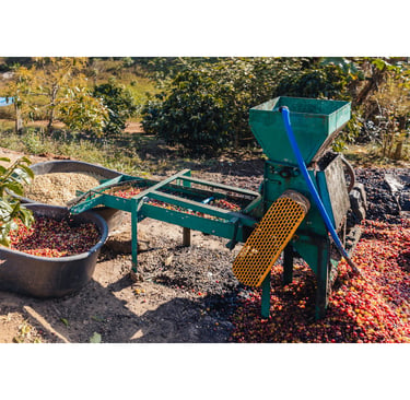 A green industrial coffee pulping machine processing red coffee cherries in an outdoor farm setting.