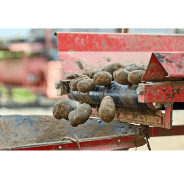 Freshly harvested organic potatoes moving along a red industrial sorting conveyor belt machine.