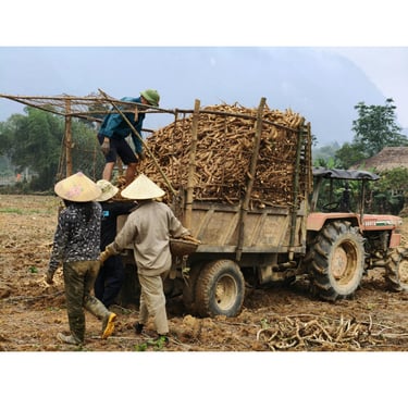 Farmers loading harvested cassava roots onto a tractor trailer in a rural field.