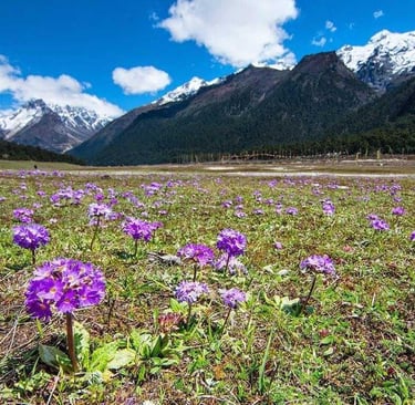 LACHUNG HOMESTAY