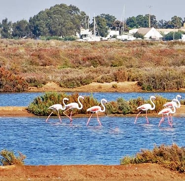 A flock of pink flamingos wading through the ria formosa in portugal
