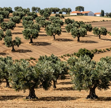 Panoramic view of a traditional olive grove on a sun-drenched hillside with white farmhouses.
