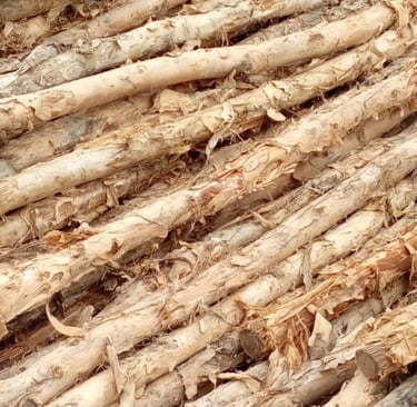 Kayu dolken gelam cerucuk
