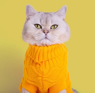  Un adorable gato British Shorthair plateado con un suéter de punto amarillo brillante 