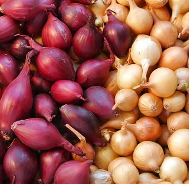 tipos de cebolas