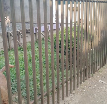 cerca de ferro metalon em residencia, unindo estética e segurança