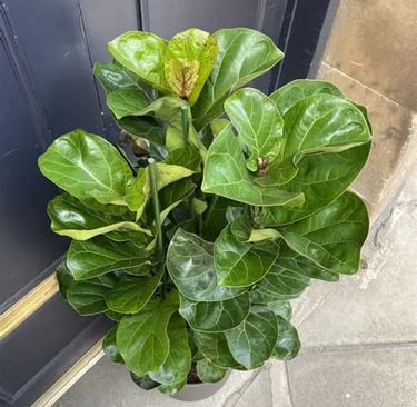 Ficus Lyrata, planta ornamental