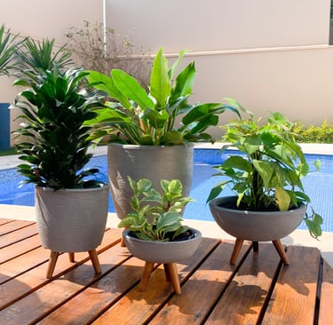 Vasos com plantas