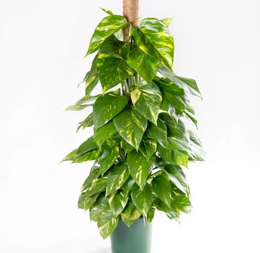 Planta Jibóia, planta pendente