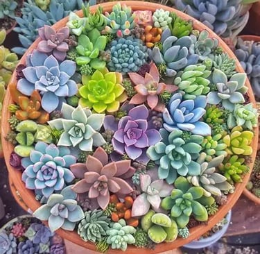 Suculentas- planta pequena